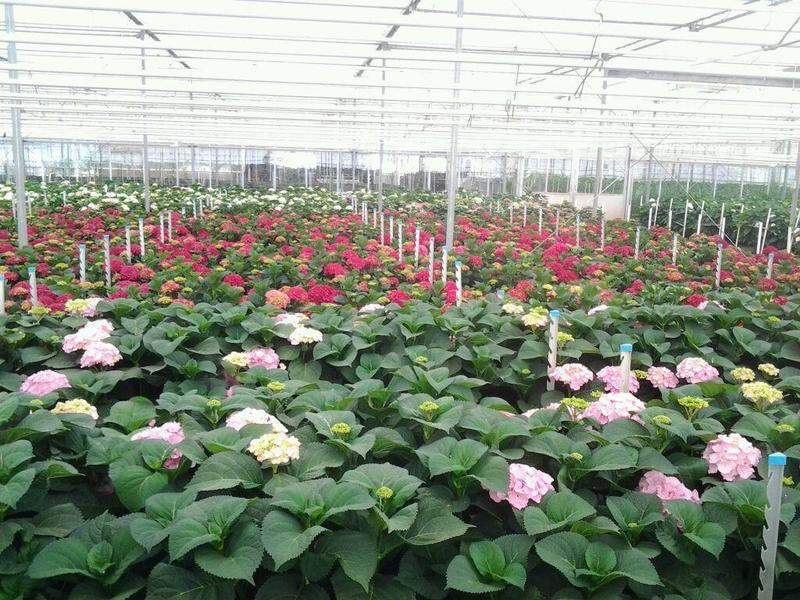 Hortensia culture sous serre Hortisud Var France