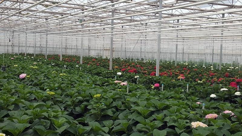 hydrangea macrophylla