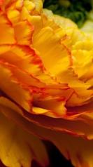 renoncule du Var orange