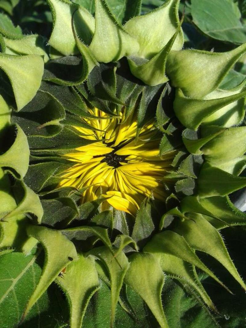 cœur de tournesol culture fleurs en plein air Var France